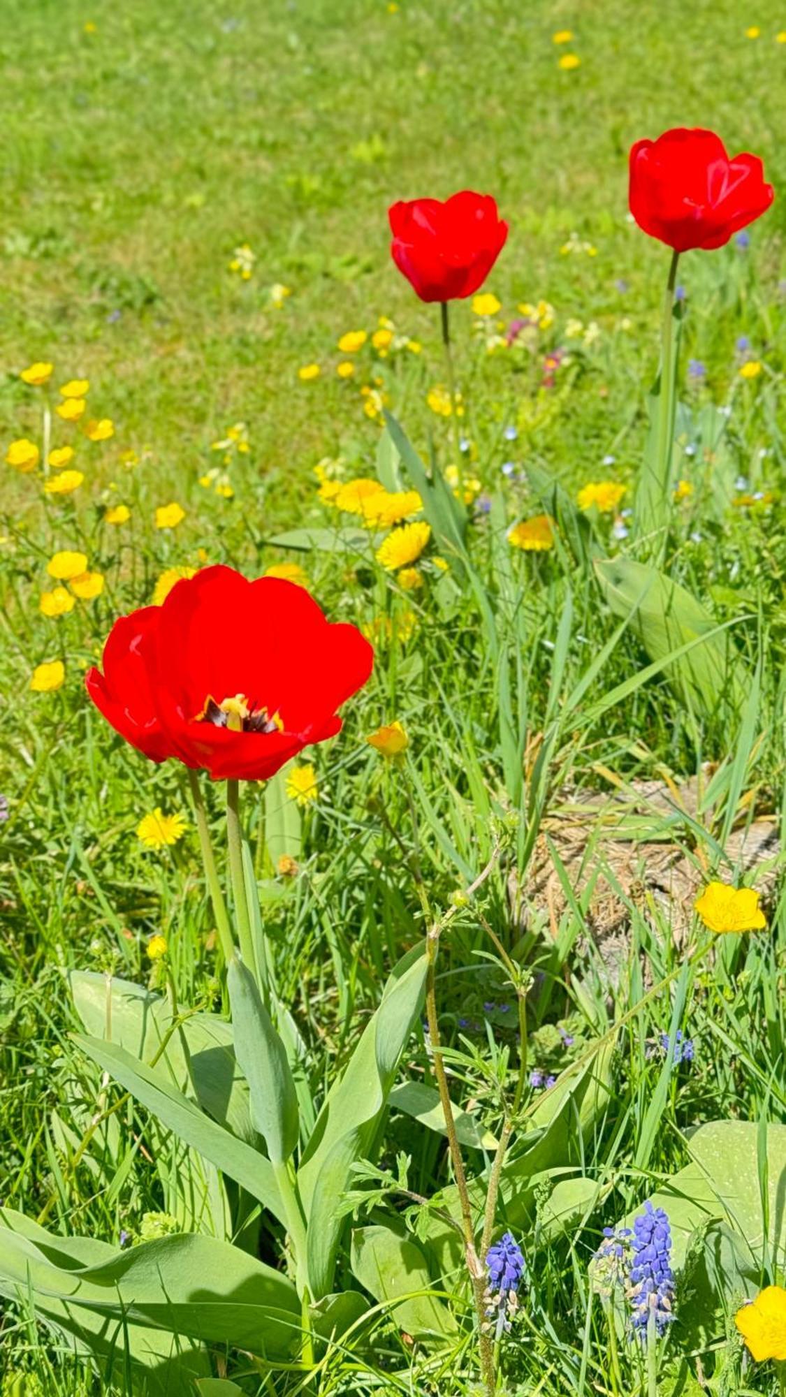 Apartment Balingen City エクステリア 写真